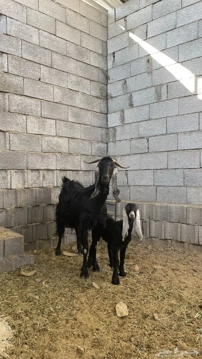 عنز فاخره معها جفره 0