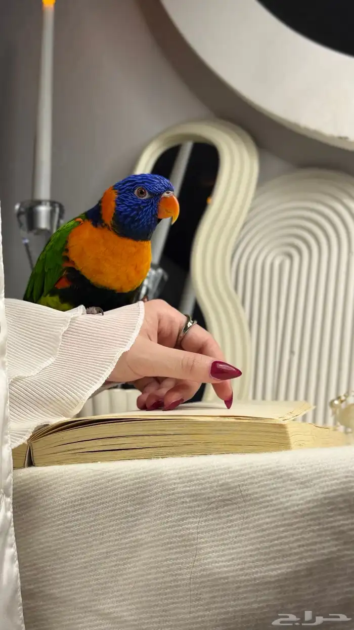 ببغاء اللوري أليف 0