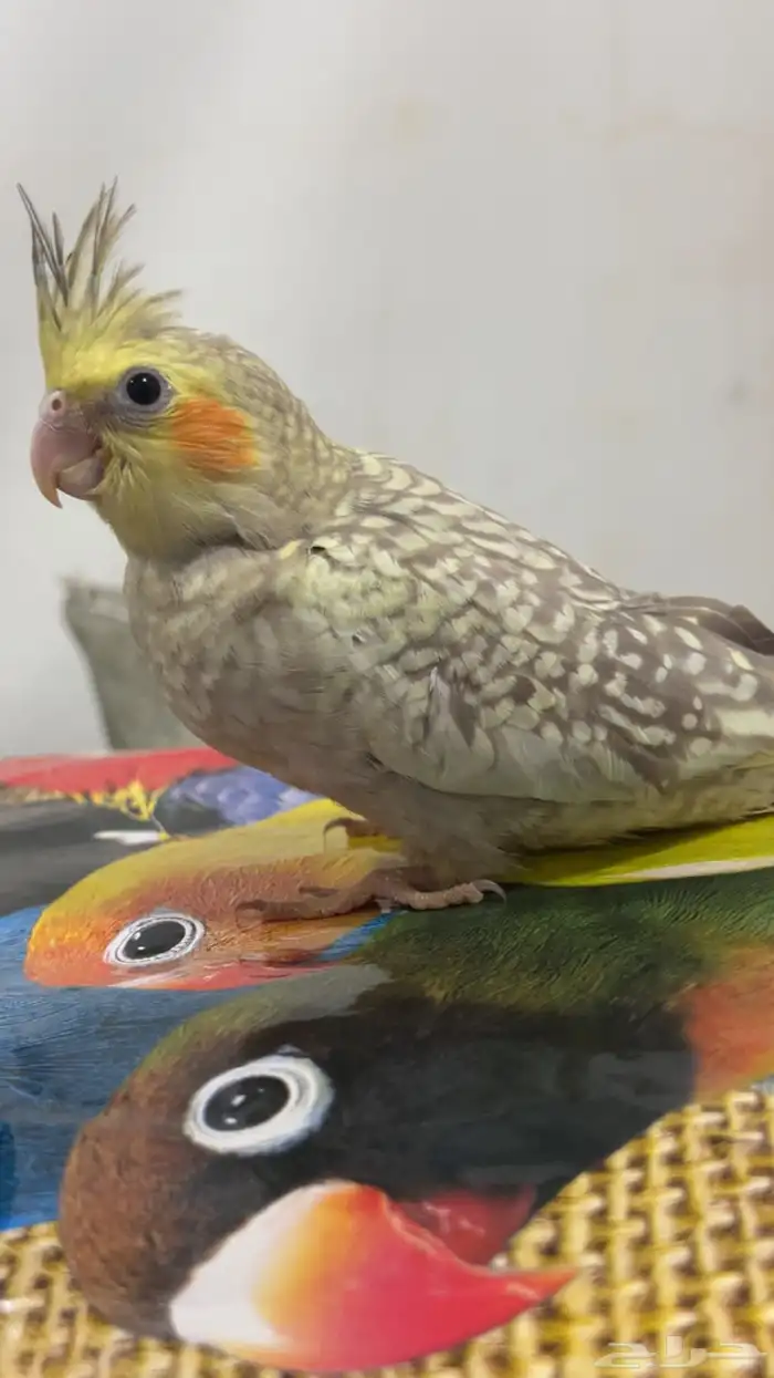 فرخ كروان فراشه 1