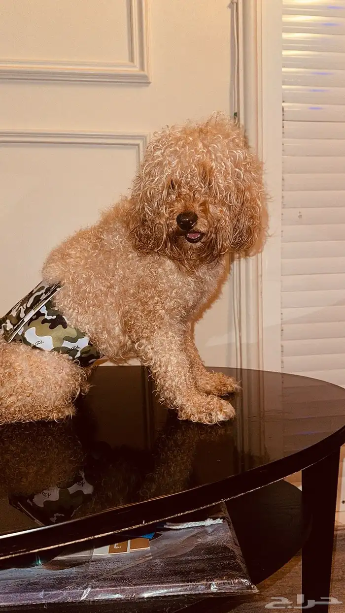 بودل ذكر للبيع 5