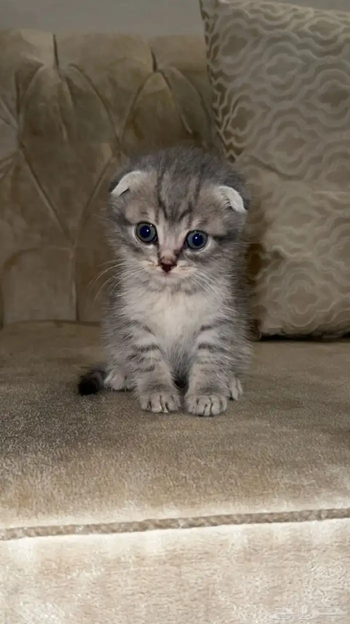 سكوتش فولد 0