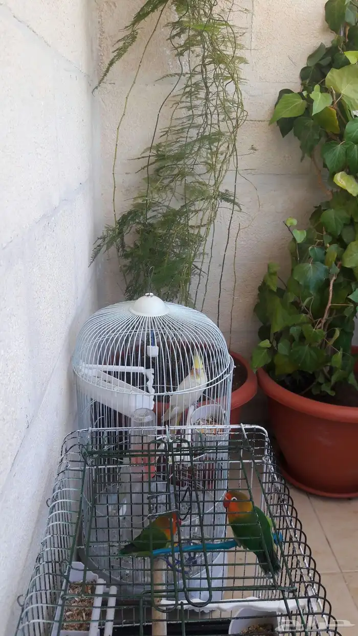 فندقه طيور 1