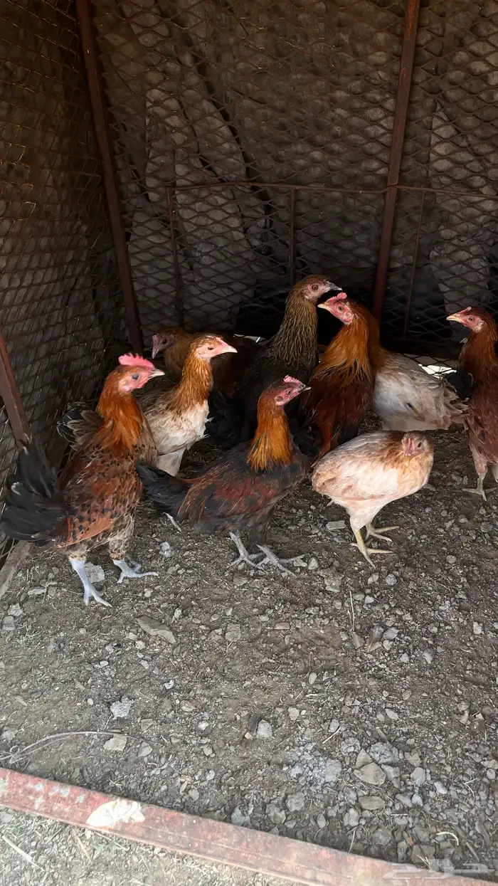 دجاج بلدي شرط صحه 3