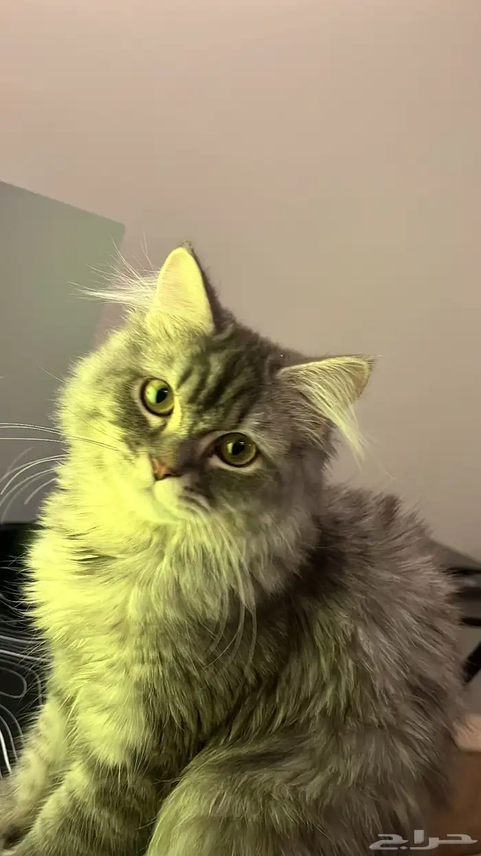 قط ذكر للتبني 4
