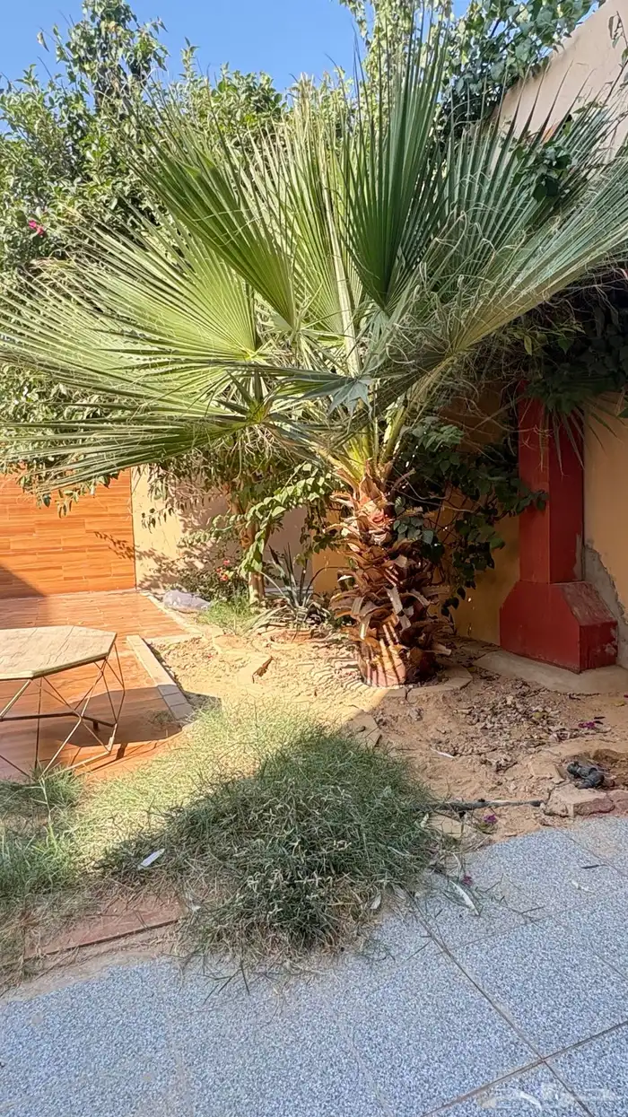 نخله طبيعيه 0