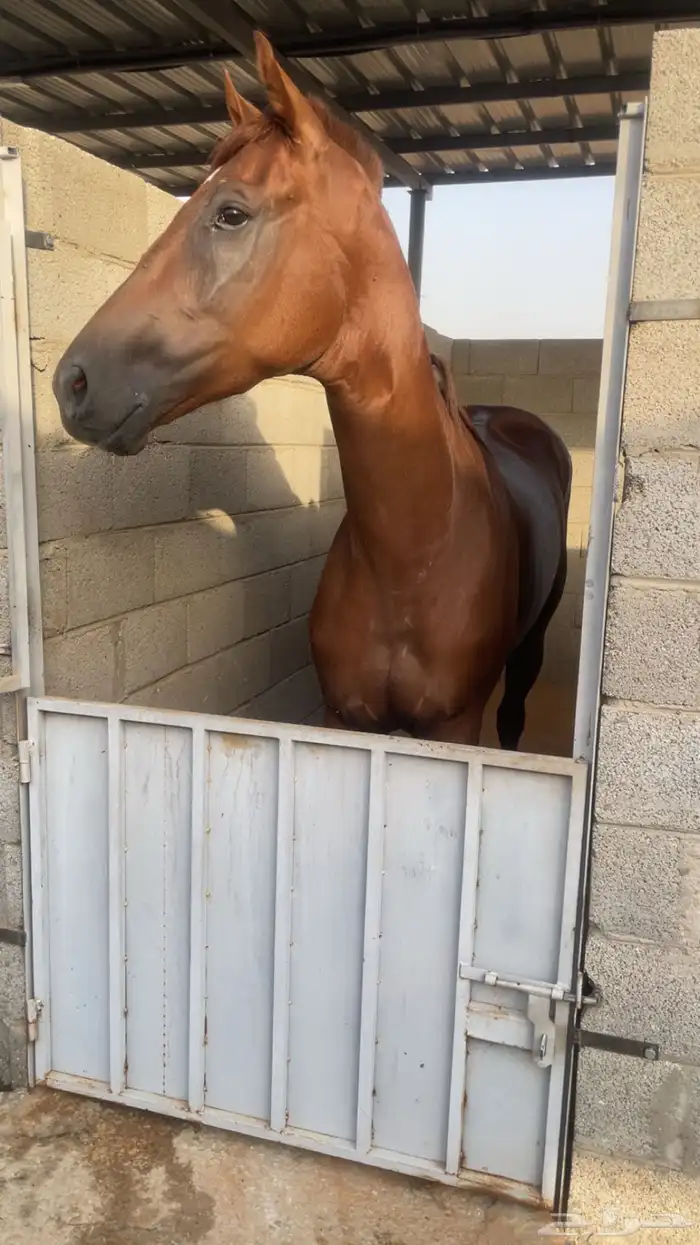 حصان انتاج ورق سبق مواليد 2022 3