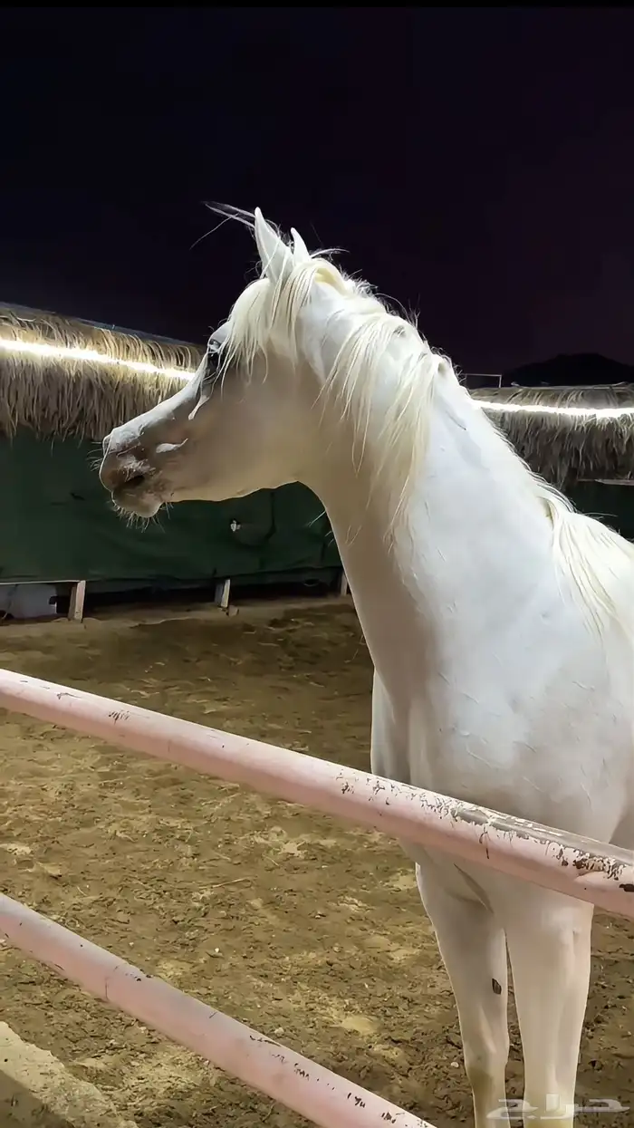 فرس جميله ولقاح 6 شهور 0