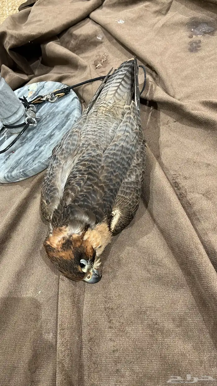 طير شياهانه ريش سليم للي يبي توسير 0