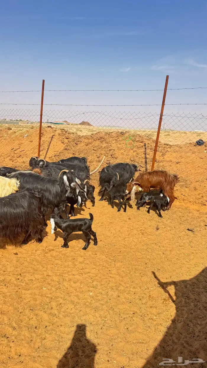 معزا مواليد لعدد 12 معهن 17 5 اتوام و7 على و1 5