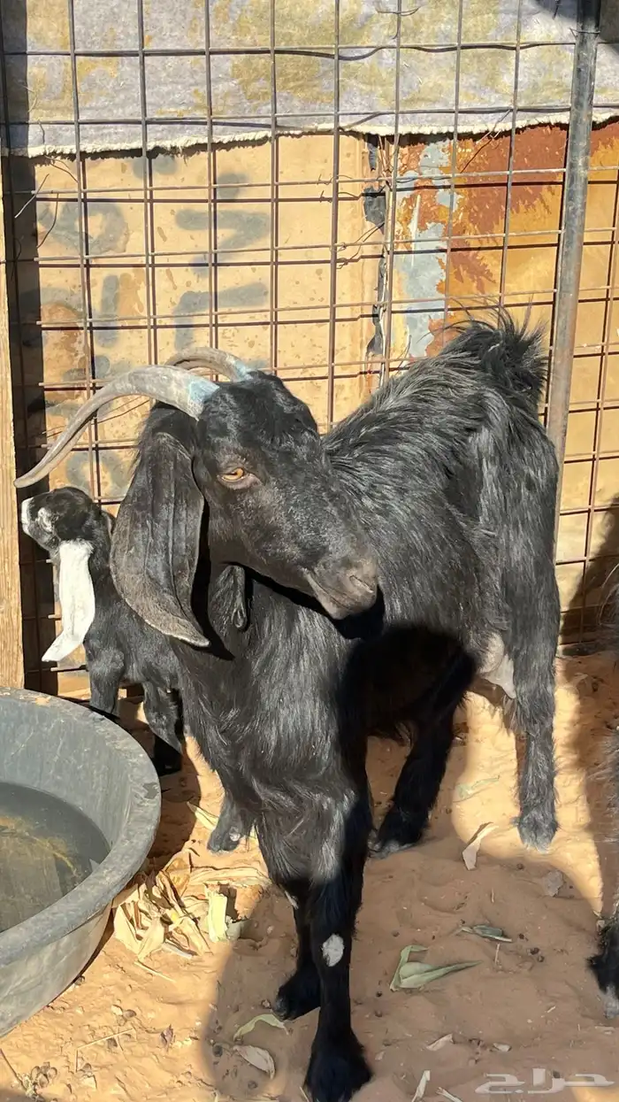 عنز متبع بتيس 0