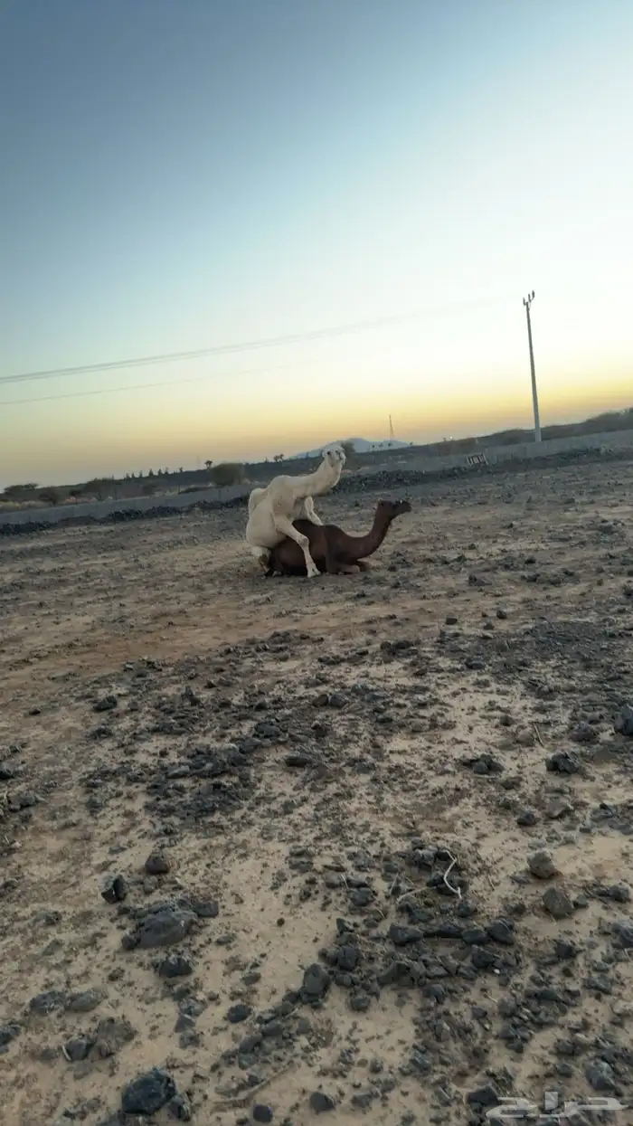جمل للبيع مشروط 1