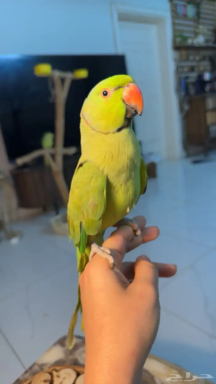 للبيع ببغاء الدرة كحول 1