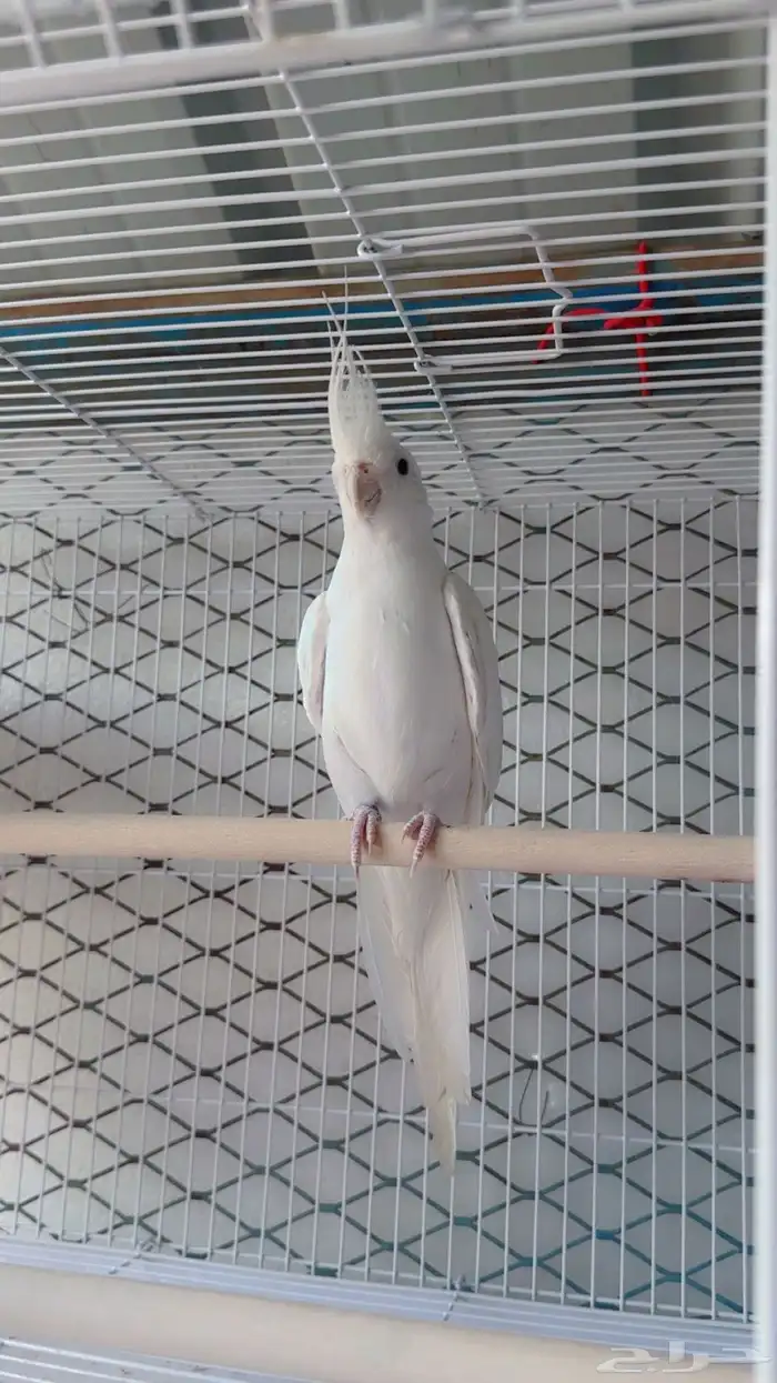 للبيع ببغاء كروان(تم البيع) 9