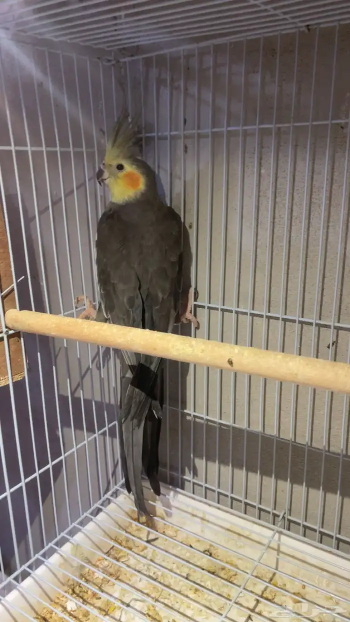 جوز كروان مع انتاجه 4