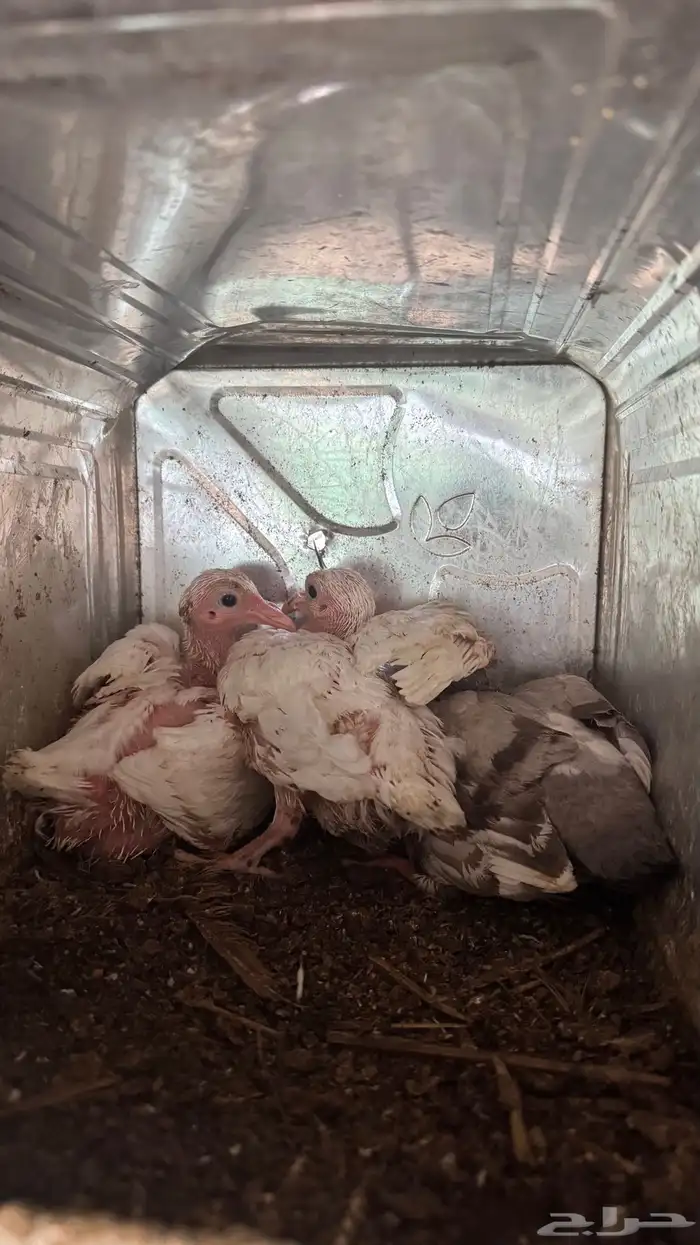 حمام فرنسي 6