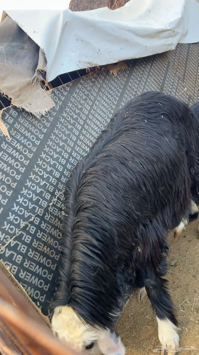 طلي جبر جذع 0