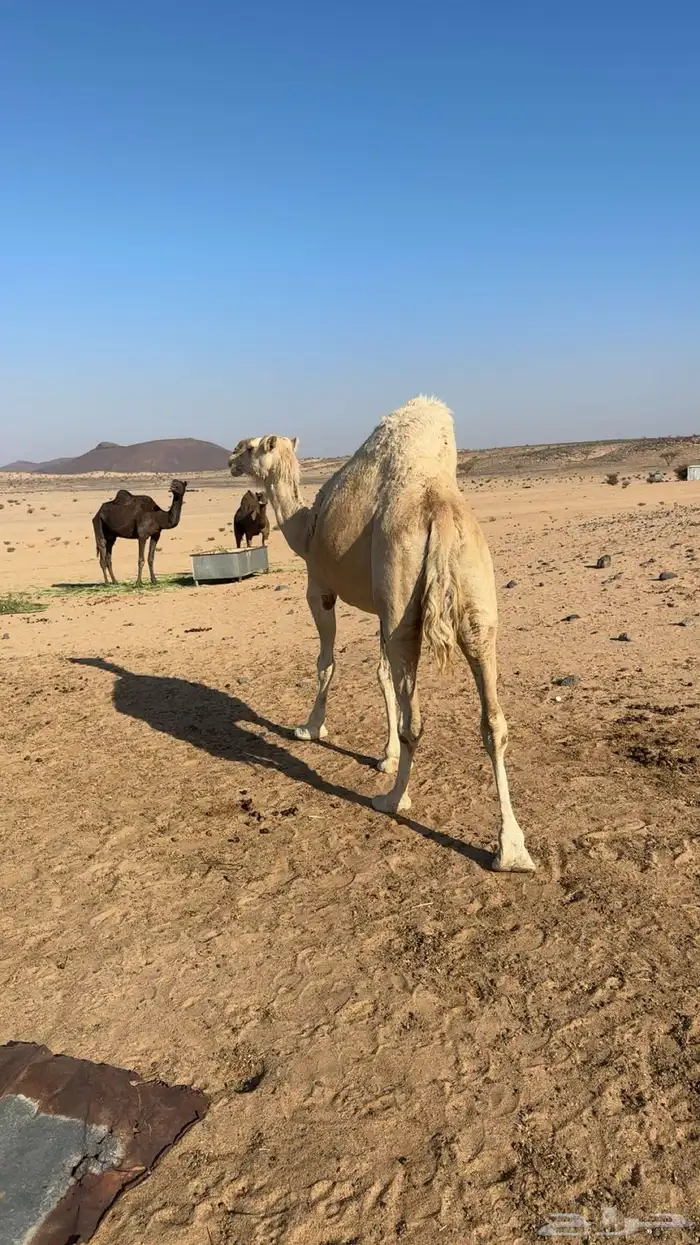 نياق خلفات كفو 7