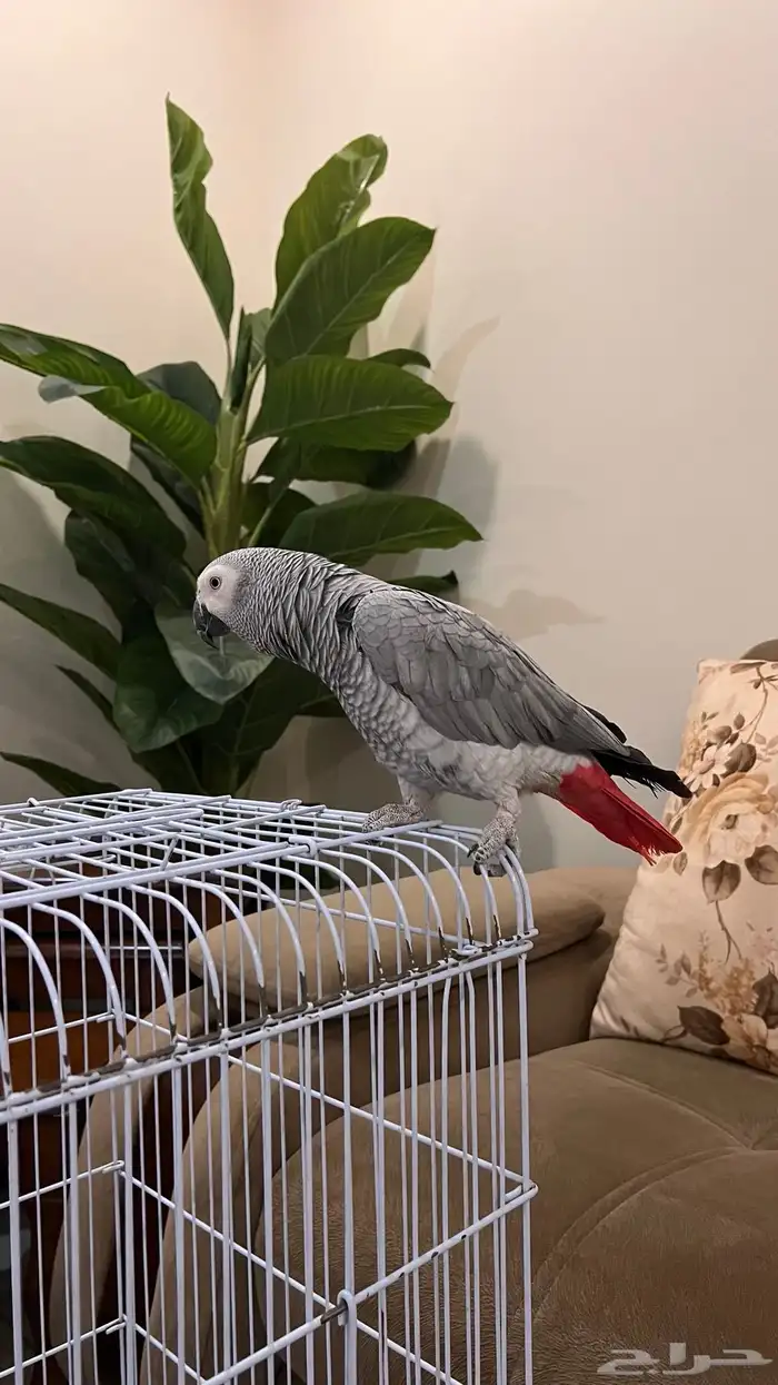 كاسكو أليف ومتكلم 4