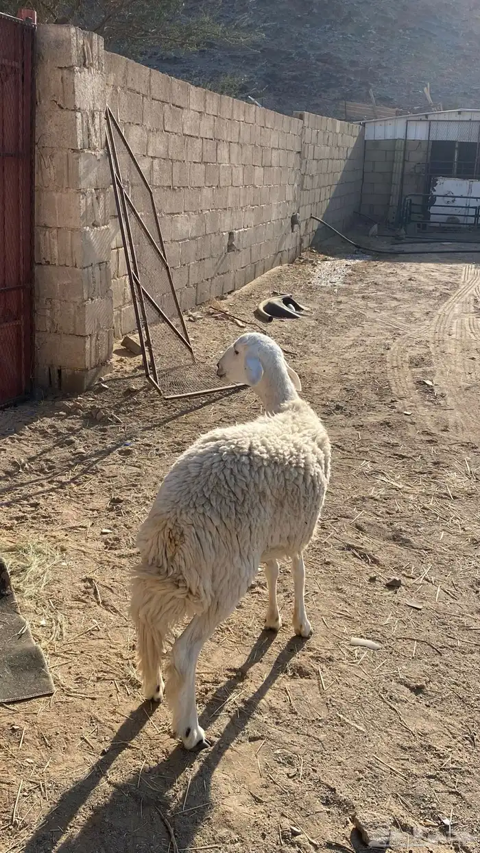 رخل جذعه مقناء 1