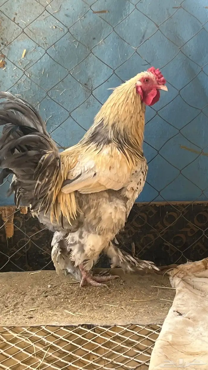 دجاج للبيع 1