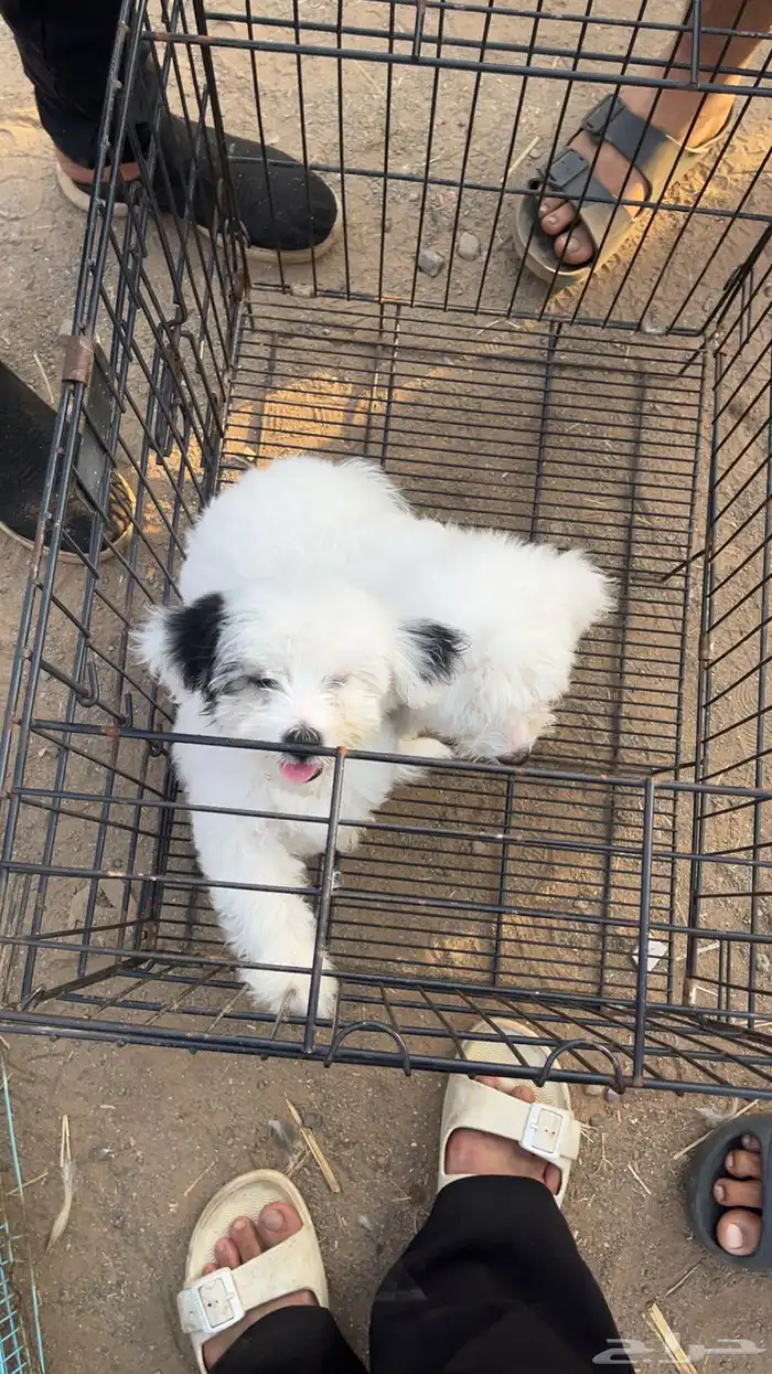 2 كلاب شيواوا 2