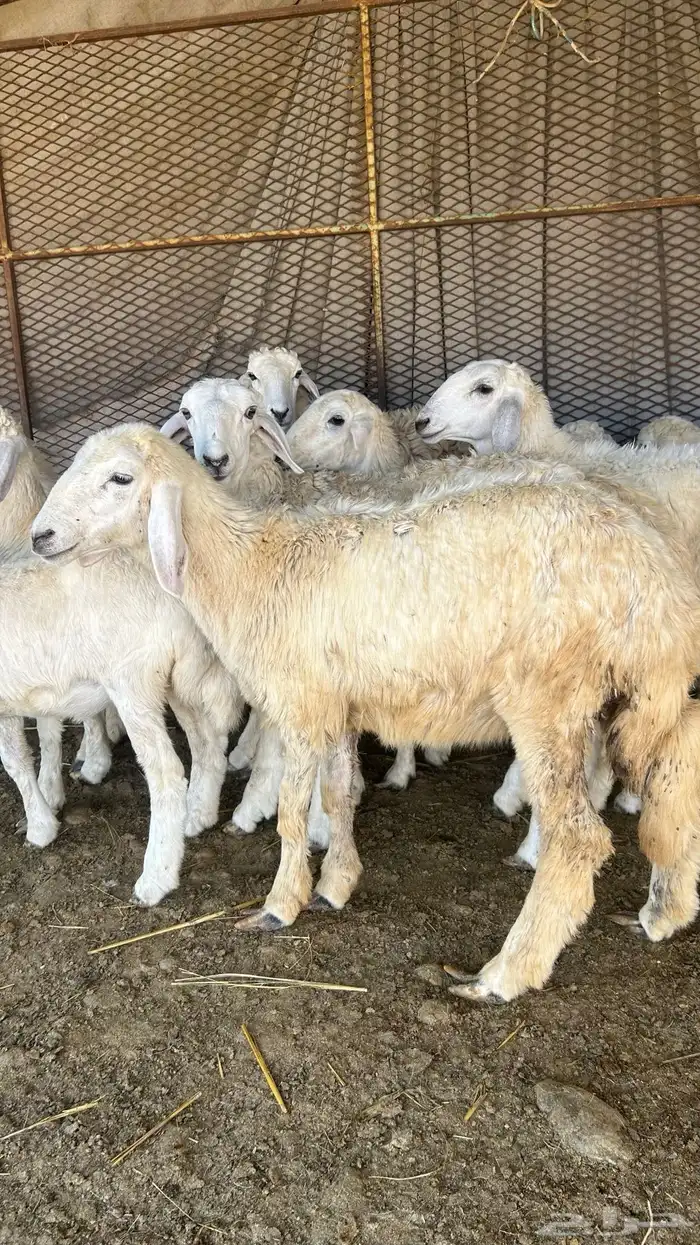 طليان ورخال على 850 4