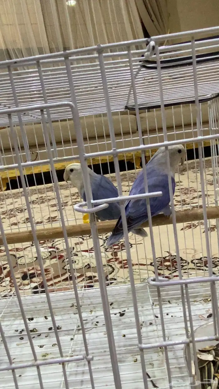 للبيع روز منتج تحته اربع بيضات 1