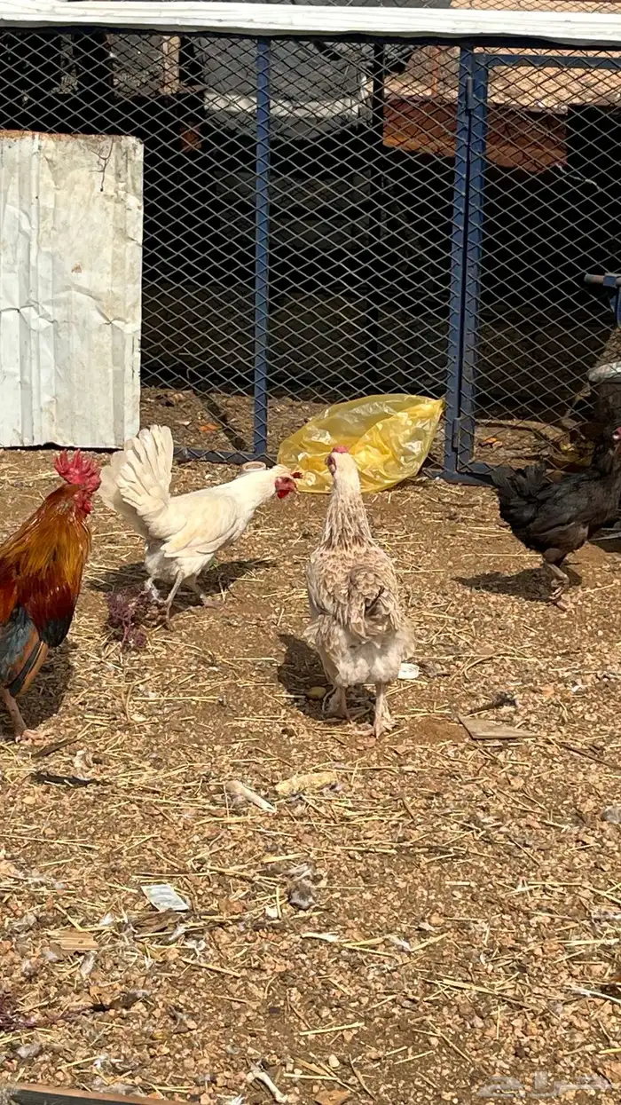 للبيع دجاج بلدي 2