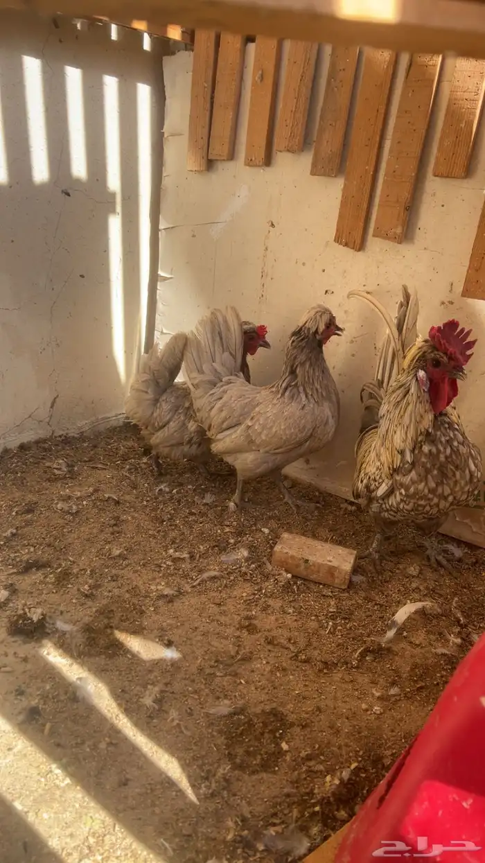 طقم كويتي قزم توب التوب 4