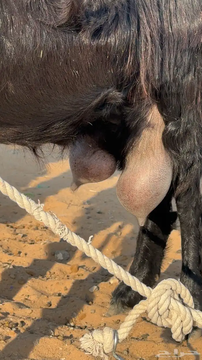 عنز تحتها تيسين 1