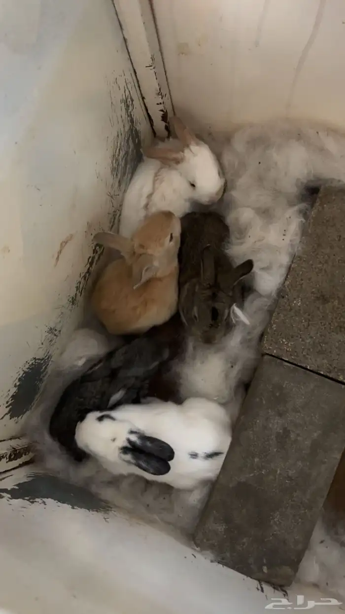 اناث مولدات ارانب شنشيلا وبابيون عملاق 6