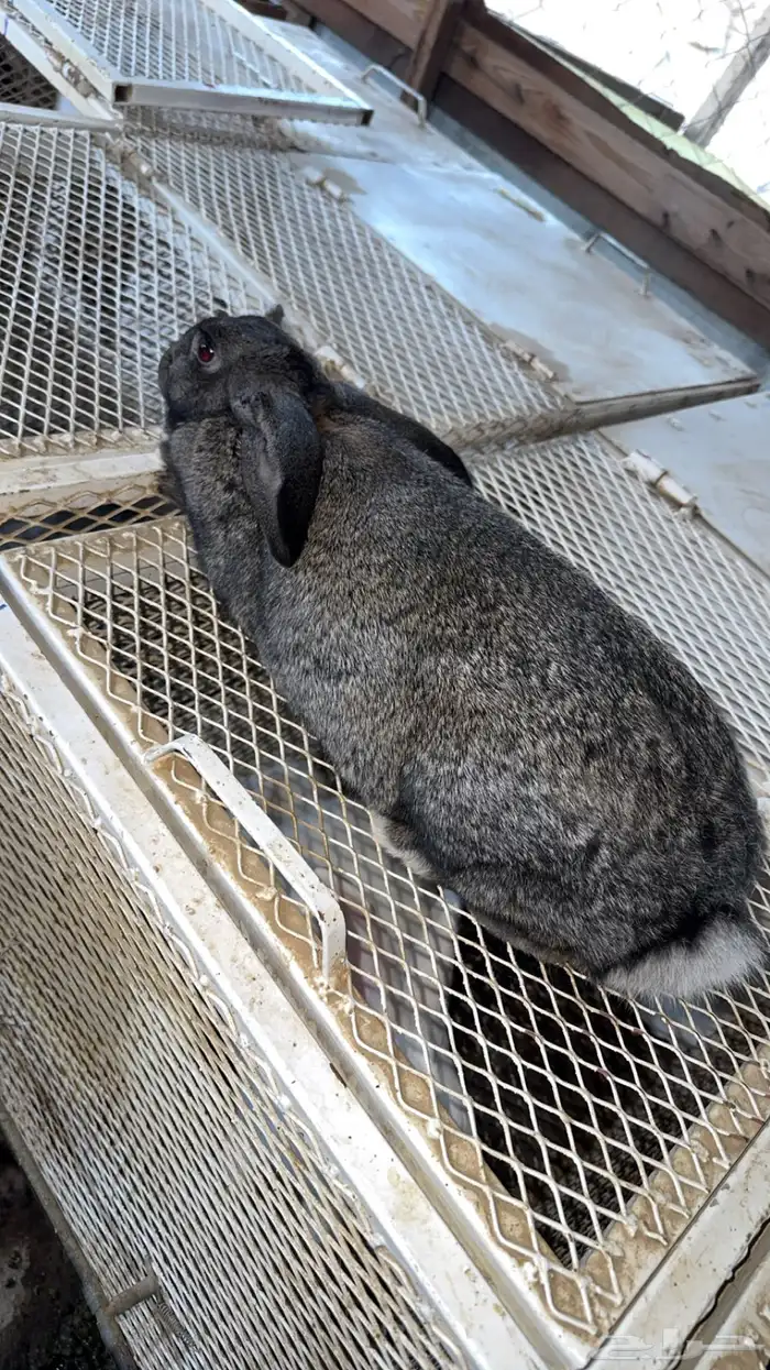 اناث مولدات ارانب شنشيلا وبابيون عملاق 0