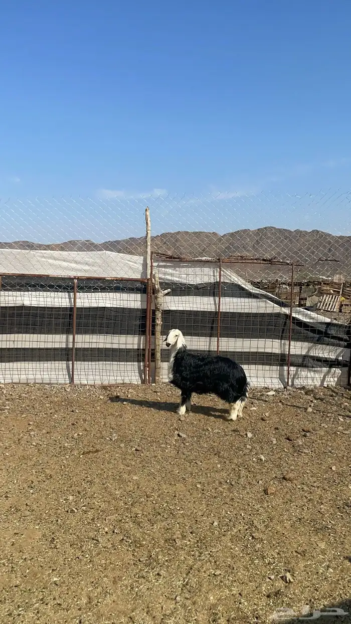 رخل نجديه طيبه بالحيل 2