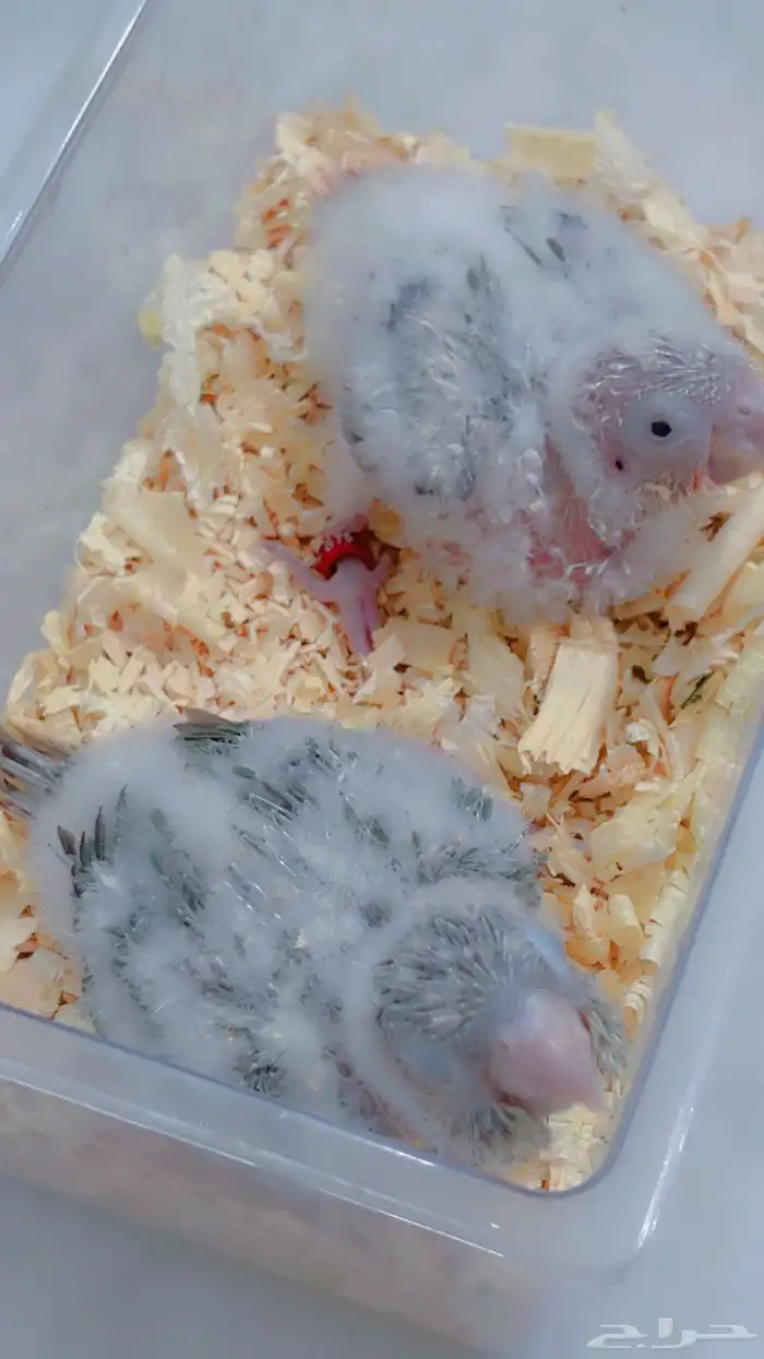 فروخ كنيور بلو ارتكواز وسلمون ارتكواز 2