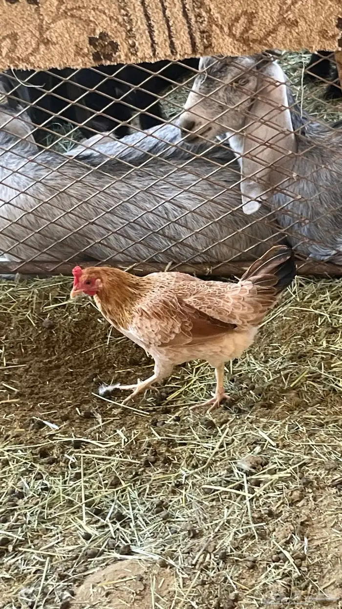 دجاج للبيع 2