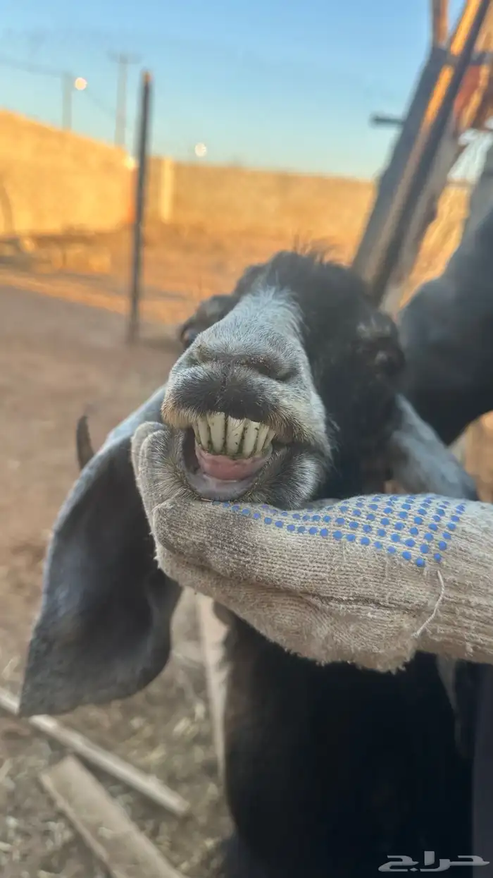 معزا عوارض عطر 4