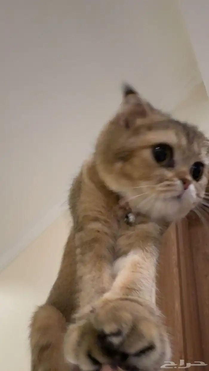 قطة سكوتش فولد قولد للبيع 0