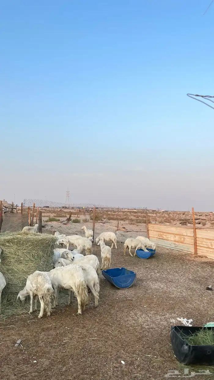 حريات جمله العدد 72 3