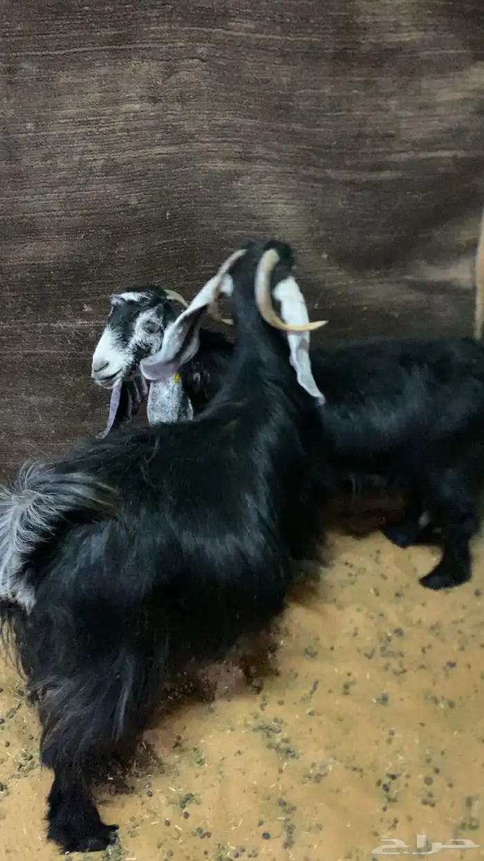 معزا عوارض دفيع كل وحده توأم 0