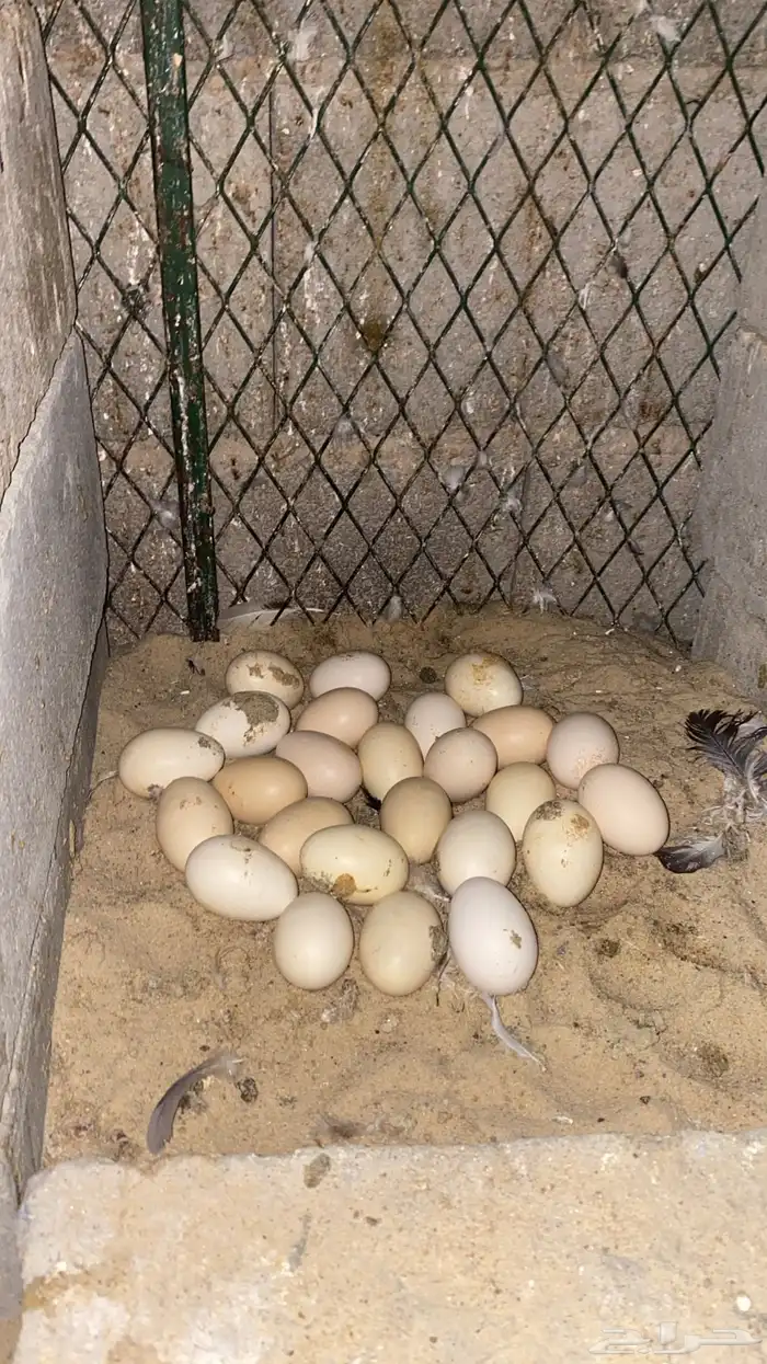 للبيع 25 بيضه براهما 1