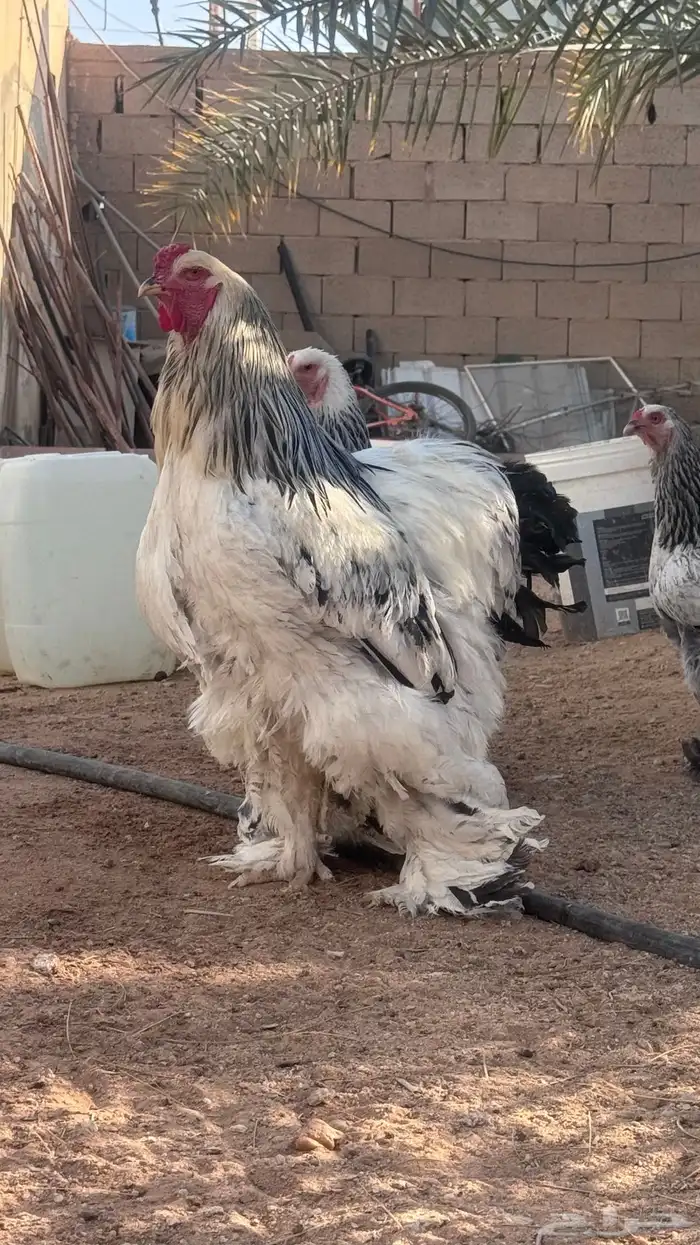 دجاج براهما كولمبي 1