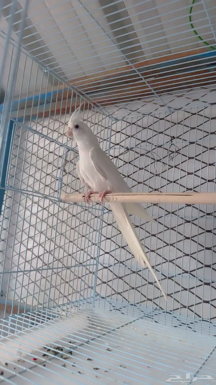 للبيع ببغاء كروان(تم البيع) 5