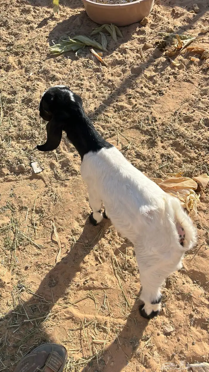 عنز متبع بتيس 2