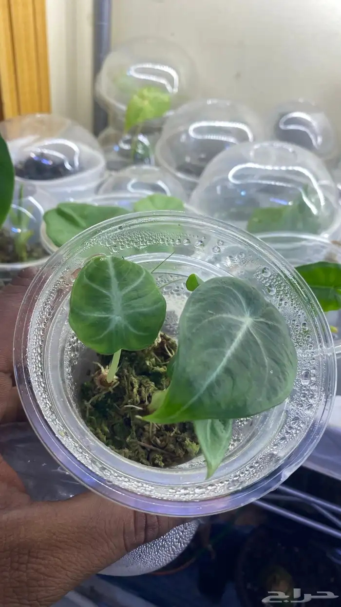 نبات الوكاسيا منوع درنات 6