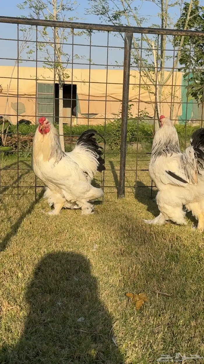 ديك ديكة براهما كولومبي كونك 0