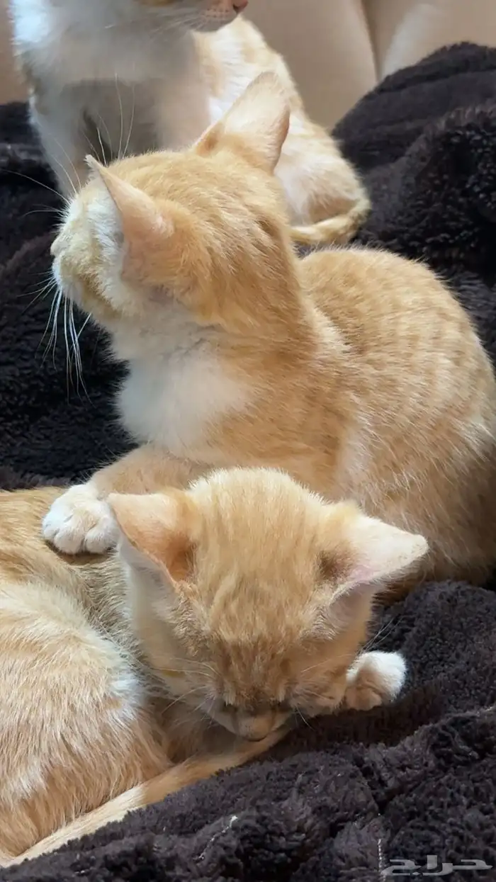 قطط للتبني 0