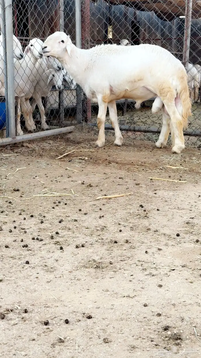 خروف فحل مشروط 0