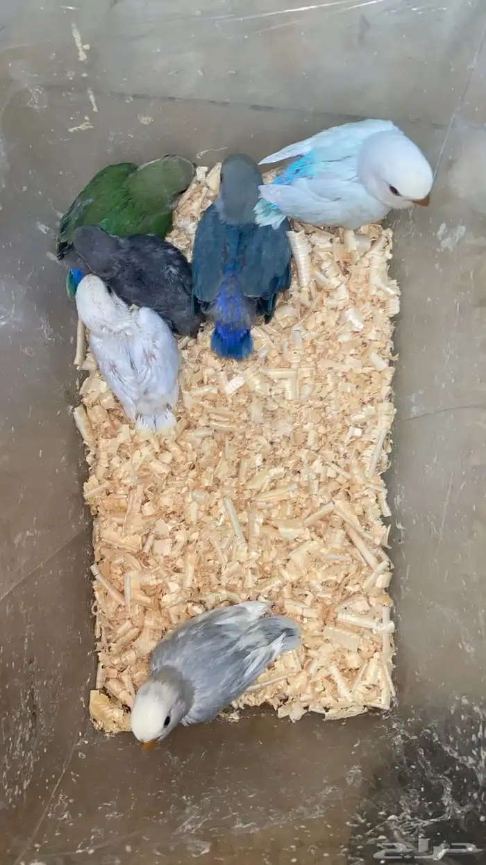 فروخ روز بسعر لقطه 0