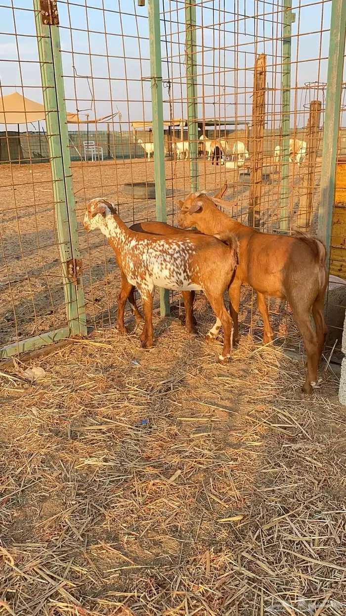 جفرتين و تيس محايلي 1