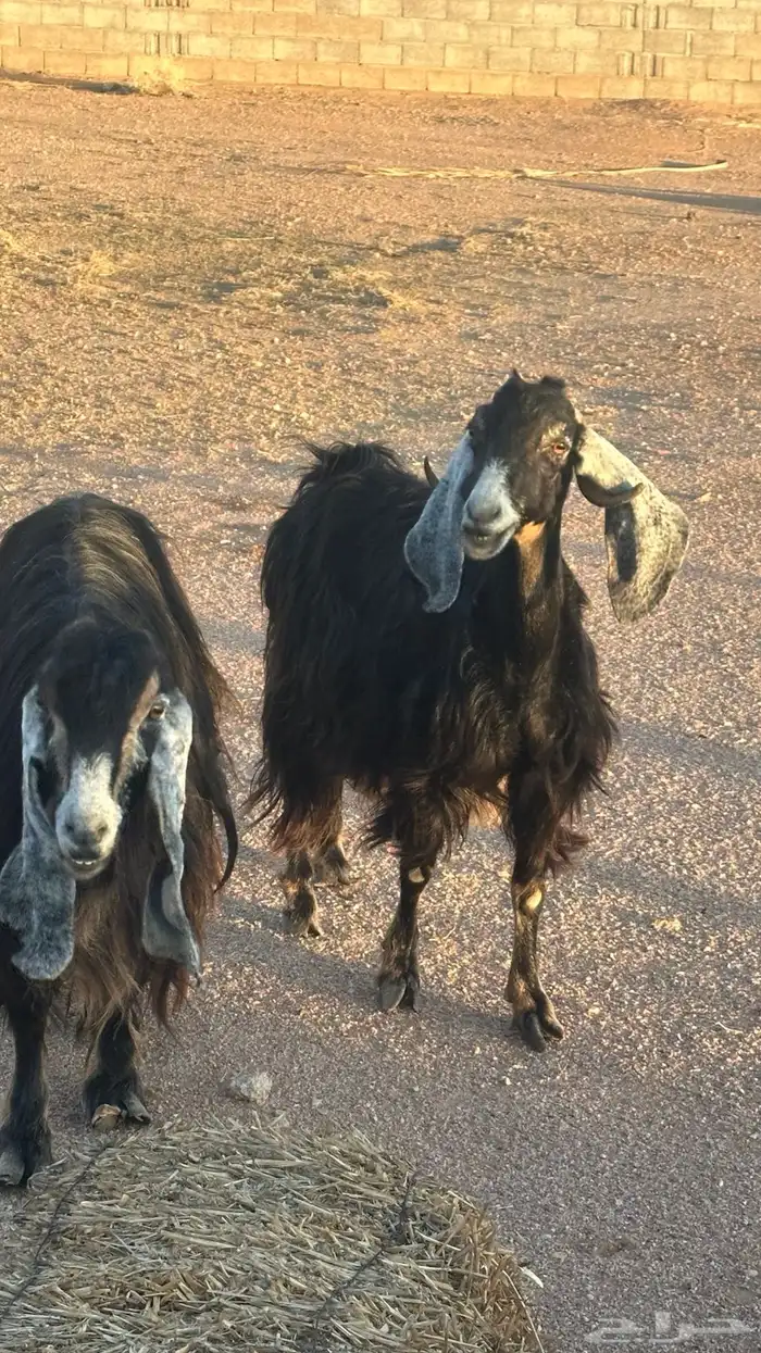 معزا عوارض عطر 1